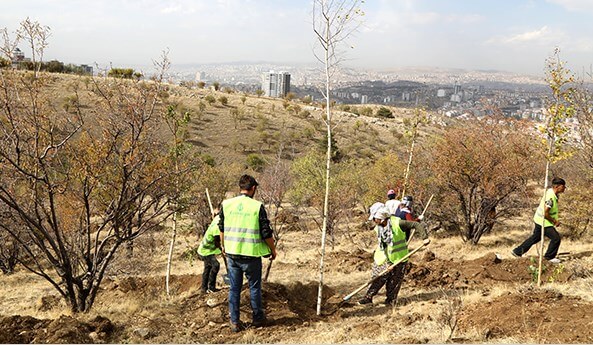 Bademlidere Park ve Rekreasyon Alanı (Kent Ormanı) ağaç dikme çalışması